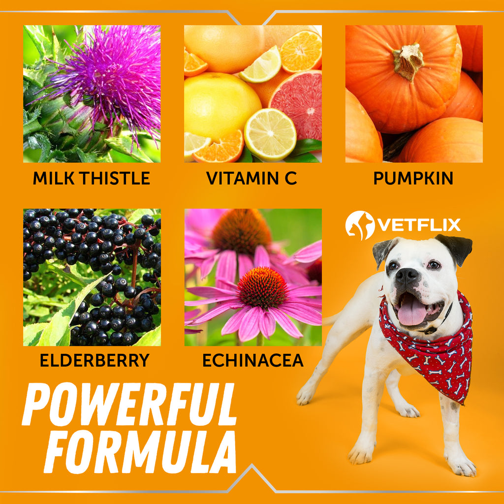 Allergy and Immune Support for Dogs and Cats