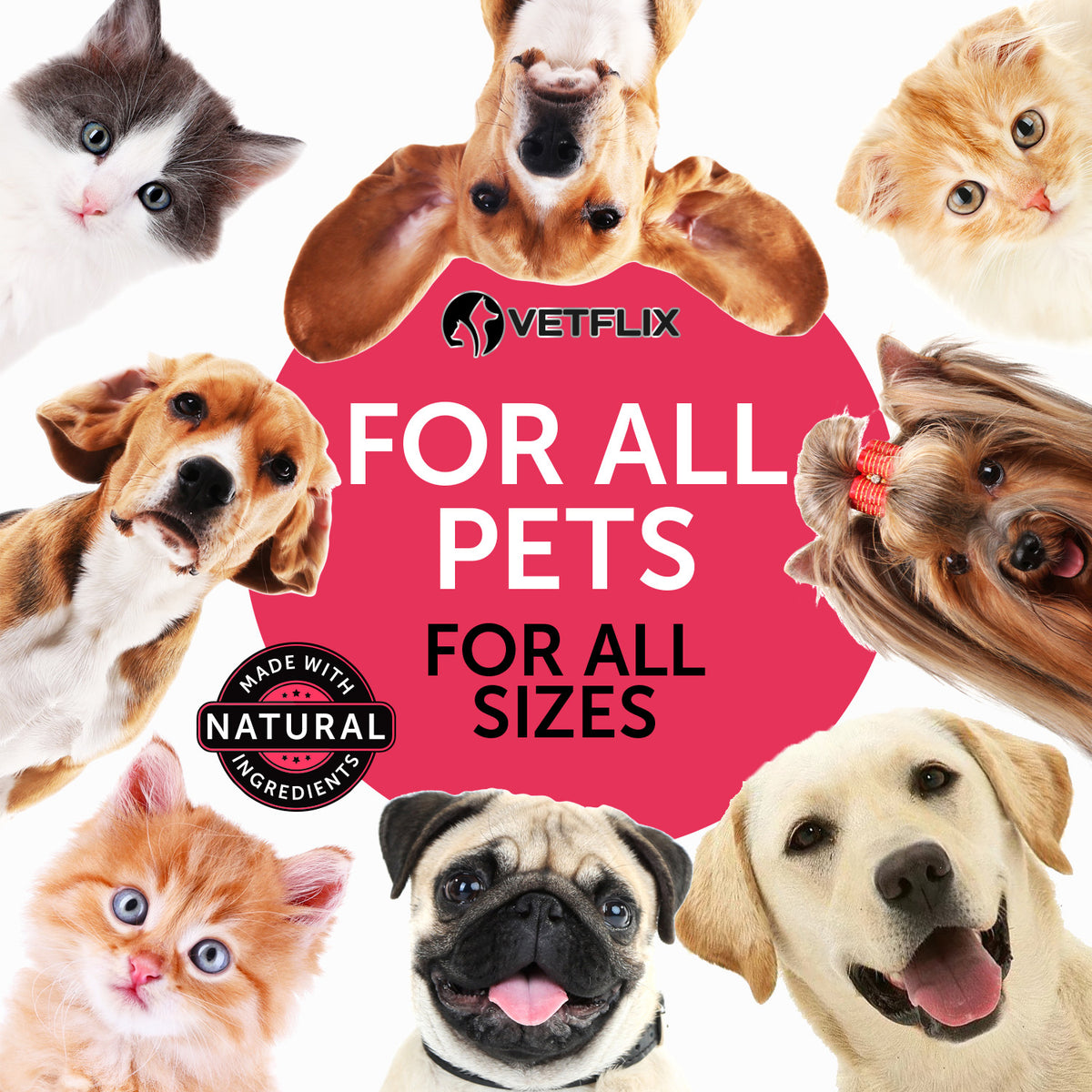 10-in-1 Multivitamin for Cats and Dogs
