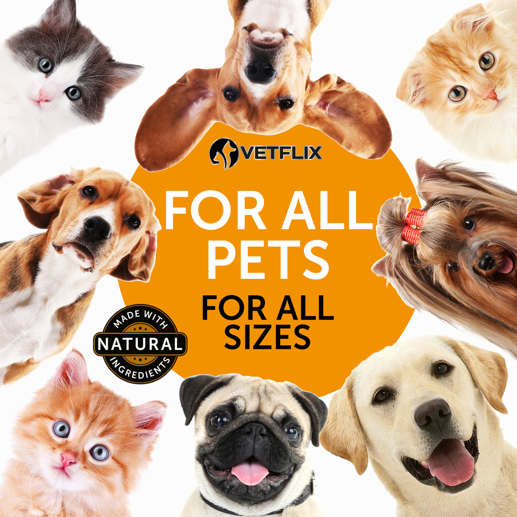 Allergy and Immune Support for Dogs and Cats