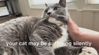 Allergy and Immune Support for Dogs and Cats