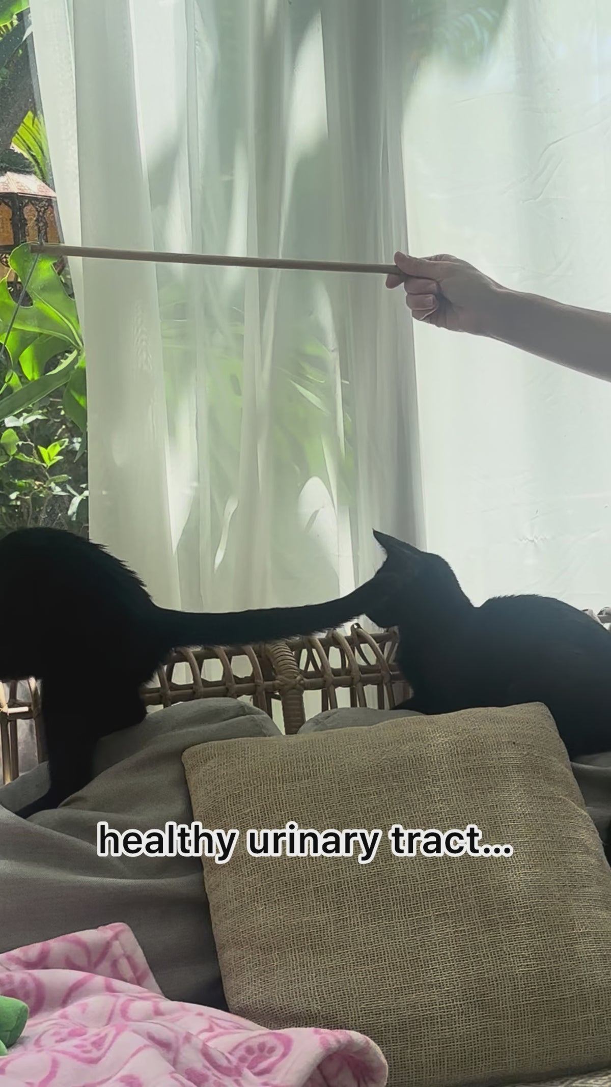 Vetflix UTI & Kidney Support for Dogs & Cats