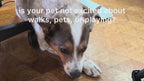 10-in-1 Multivitamin for Cats and Dogs
