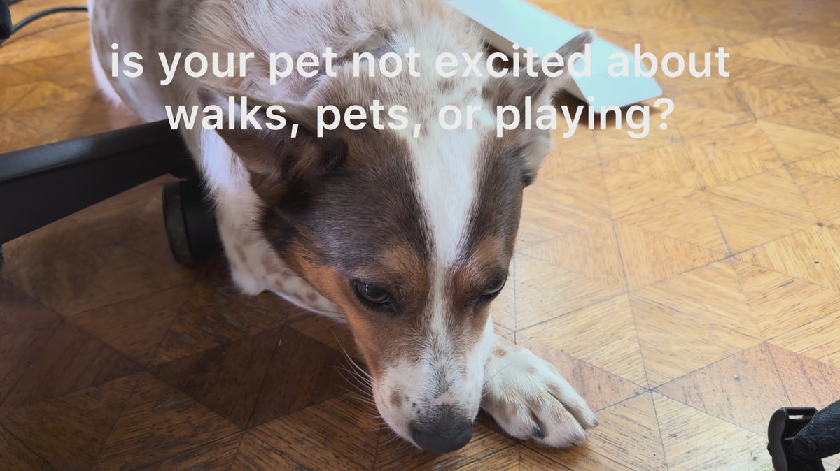 10-in-1 Multivitamin for Cats and Dogs